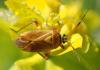 Brachycoleus pilicornis